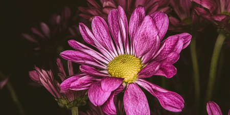 A purple pompom with a dark background of other flowers. With a matte image technique added