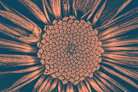An extreme upclose of a pompom flower with a orange color themeの写真素材