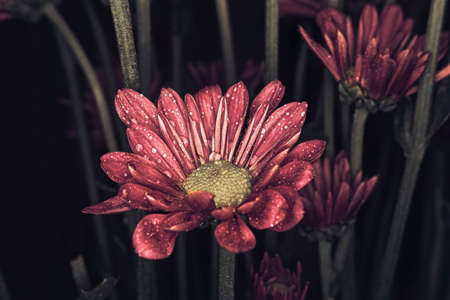 Stems grow around to purple pompoms in darknessの写真素材