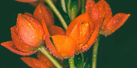 Water drops cover these orange flowers with green stems and black backgroundの写真素材