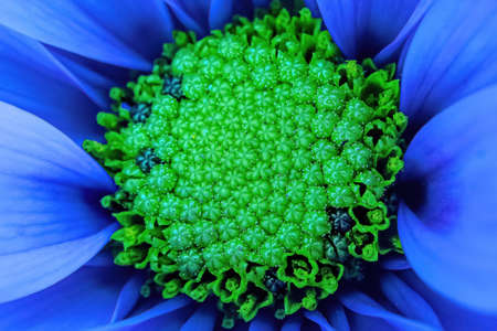 The vibrant center of a daisyの写真素材