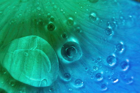 Water drops cover this rose petal with a split of colorsの写真素材