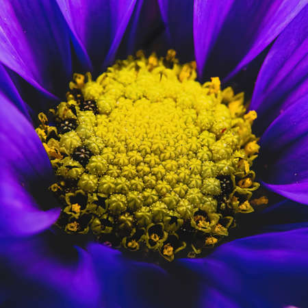 A colorful macro view of a blue colored daisy