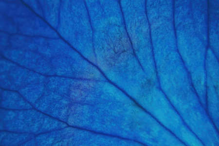 A close up of a blue colored rose petal and the veins expanding acrossの写真素材