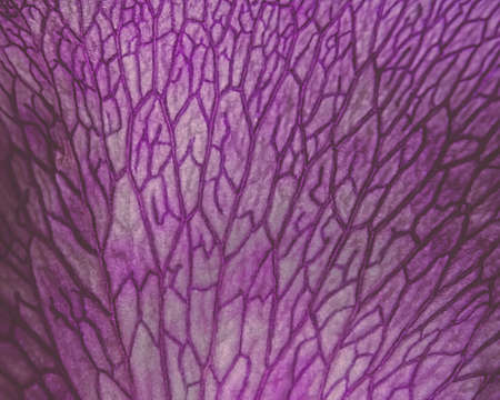 You are looking up-close to the detailed veins of a purple colored rose.の写真素材