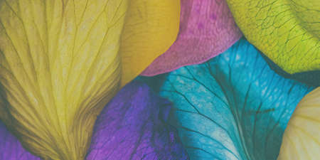 You are looking at a grouping of rainbow cosmic rose petals piled together.