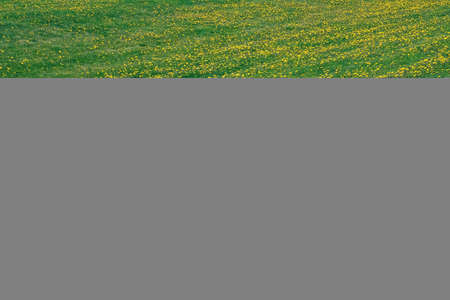 Huge lawn covered in dandelions during early summerの写真素材