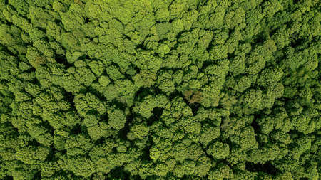 A overhead view of the bright green foliage during spring seasonの写真素材