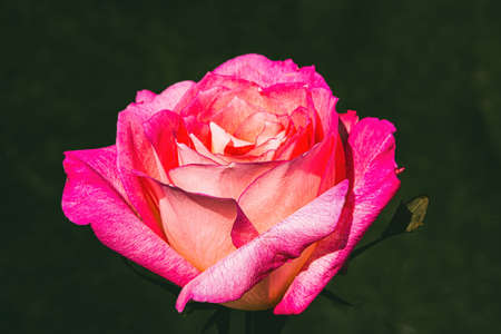 Pink Rose Stands Against Green Grassy Backgroundの写真素材