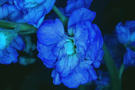 A dark glance of blue plants with stem