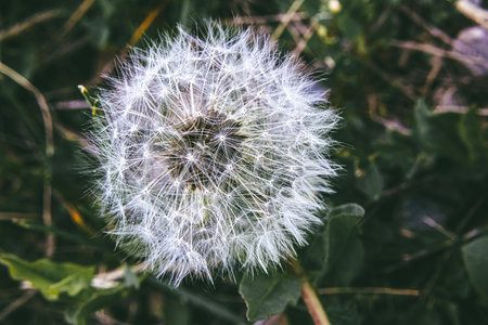 The flower stands against foilage.
