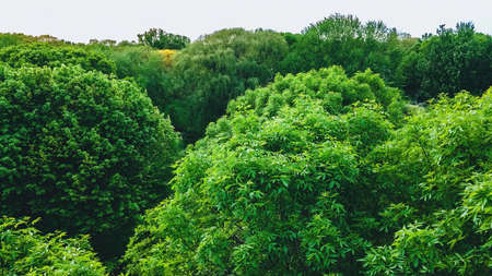 A view from the tree tops near a residential neighborhoodの写真素材