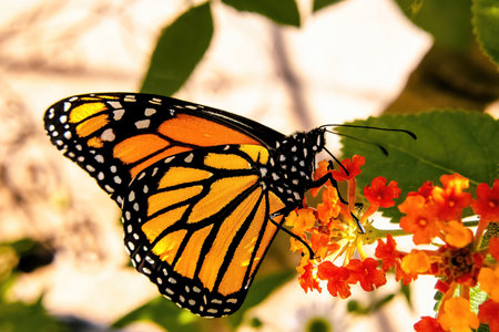 A monarch butterfly is resting on a plant where it feeds from it under the warm sun