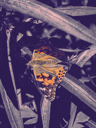 A painted lady butterfly in the summer resting on a leaf