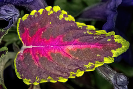 A vibrant colored leaf on a small plant