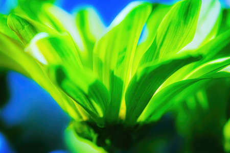 A intentionally blurry green daisy flowerの写真素材