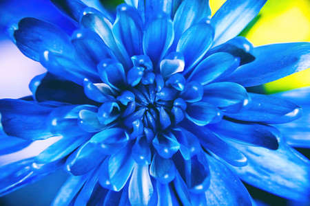 A birght blue colored mum flowerの写真素材