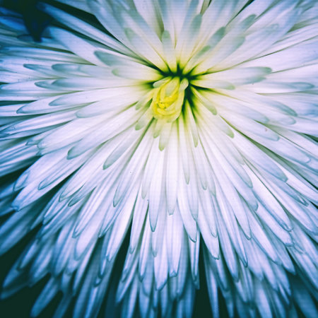 Blue matte effect surrounds the white flowerの写真素材