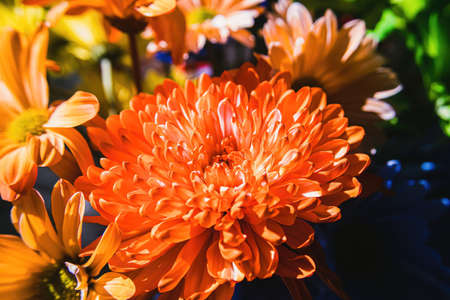 This Orange mum is surrounded by orange dasies