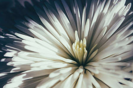 Morning lights up the white flower
