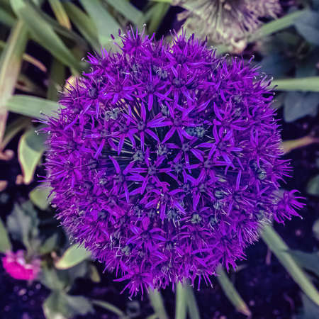 The last of the sprouting of a giant onion plant in a garden
