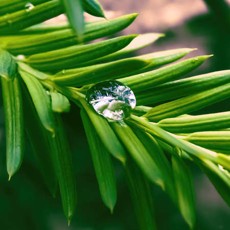 Water trapped on the pine bushes after summer rain