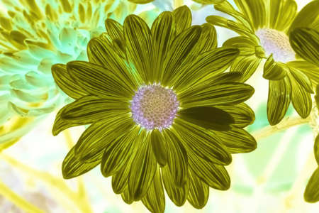 Summertime dasies with a inverted look
