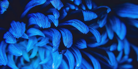 The macro up-close view of the petals of a blue chrysanthemumの写真素材