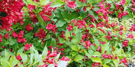 Weigela florida - Oldfashioned weigela growing during the summerの写真素材