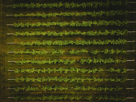 A view during the summer of vineyardsの写真素材