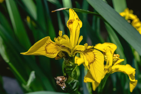 A yellow iris, aka Yellow Flag, blooming during the summerの写真素材