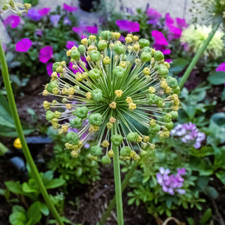 the  purple has faded and fallen from the giant bulb and all thats left are the small clusters of...