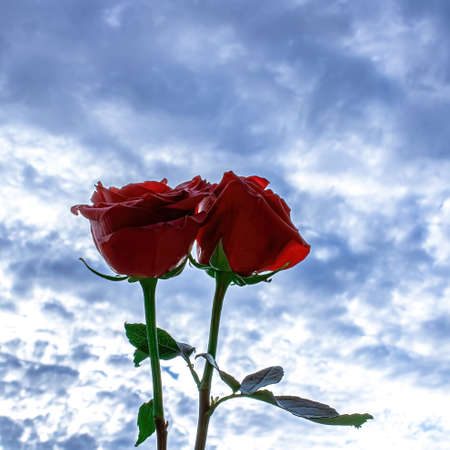 Two red roses towards a summer skyの写真素材