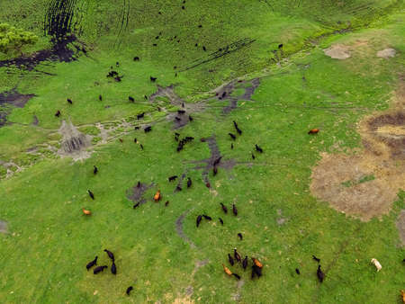 A large field out in the rural area of Wisconsin with a large group of cowsの写真素材