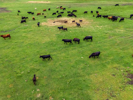 A large field out in the rural area of Wisconsin with a large group of cowsの写真素材