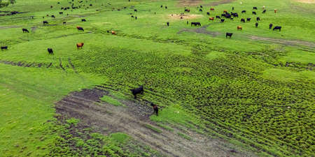 A large field out in the rural area of Wisconsin with a large group of cowsの写真素材
