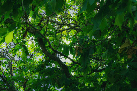 Prime summer season and looking up to the sky from under the branchesの写真素材