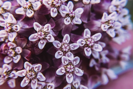 An up-close of the cluster of sprouting purple milkweed plants in the gardenの写真素材