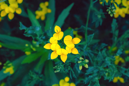 lotus corniculatus, birds foot trefoil, in a wild fieldの写真素材