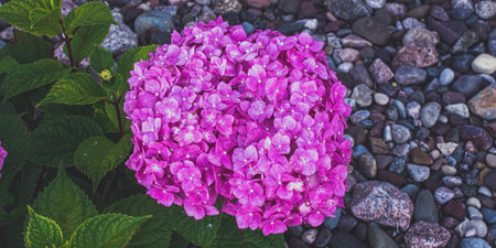 Vibrant purple hydrangea in the summertime garden with stones nearby.