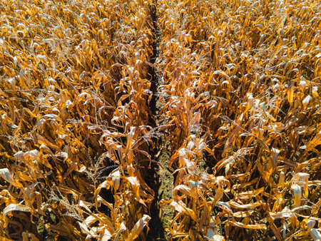 Wisconsin USA in Autumn with corn fields showing the seasons changing