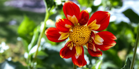 Dahlia pinnata sitting vibrant in the summertime garden in Wisconsin