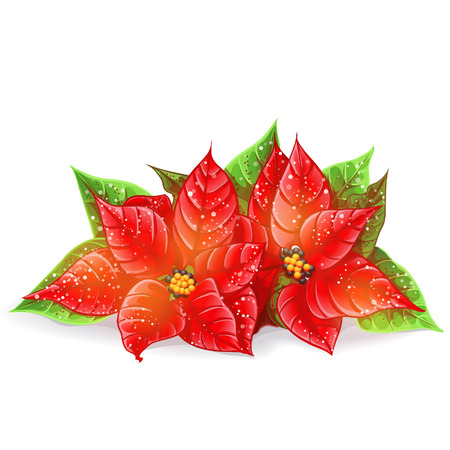 Vector Christmas flower on a white backgroundのイラスト素材
