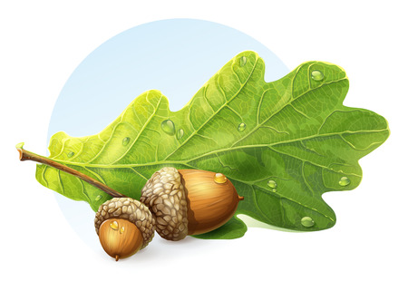 image on white background autumn acorns with green leaf image on white background autumn acorns with green leaf