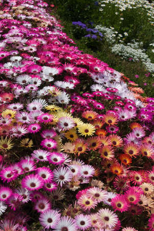 Bed of Livingston Daises spread pink, white, yellow blooms top to bottom of image.の写真素材