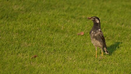 White cheeked Starling gathers material for his nest.の写真素材