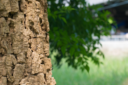 Closeup shot of an old tree bark texture,Tree bark texture background.