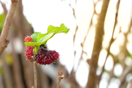 Fresh Mulberry fruits on tree, Mulberry with very useful for the treatment and protect of various diseases. Organic fresh, unripe fruit.の写真素材