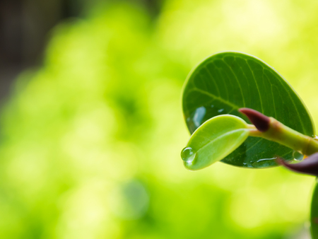 water drops on the green leaves with copy space.