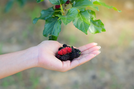 Fresh Mulberry fruits on hand, Mulberry with very useful for the treatment and protect of various diseases. Organic fresh, ripe fruit.の写真素材